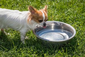 Long distance pet transport dog drinking from water bowl