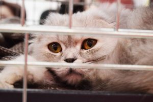 cat in cage