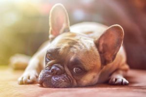 Pet Transport – Moving Pets laying down French bulldog