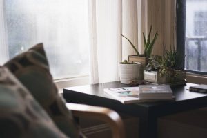 plants you need when moving into a new apartment